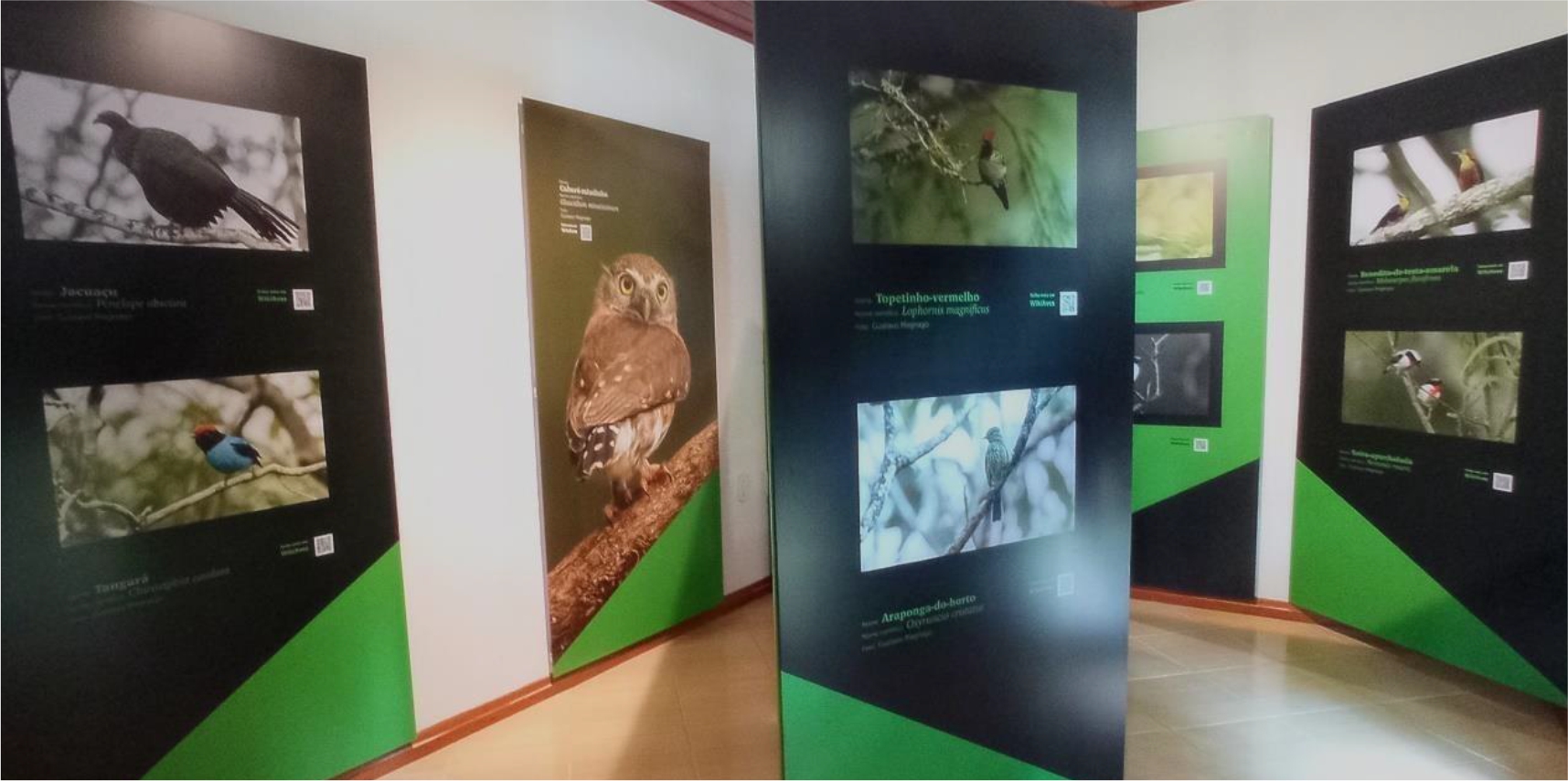 Exposição fotográfica revela a beleza e a fragilidade das aves da Mata de Caetés